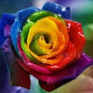 Meet your Posher, Diane